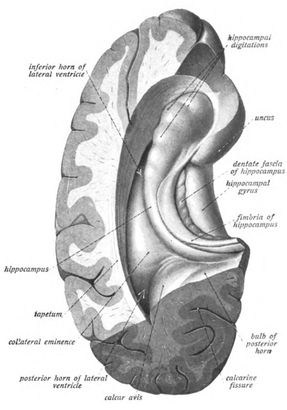 https://en.wikipedia.org/wiki/Hippocampus#/media/File:Sobo_1909_639.png