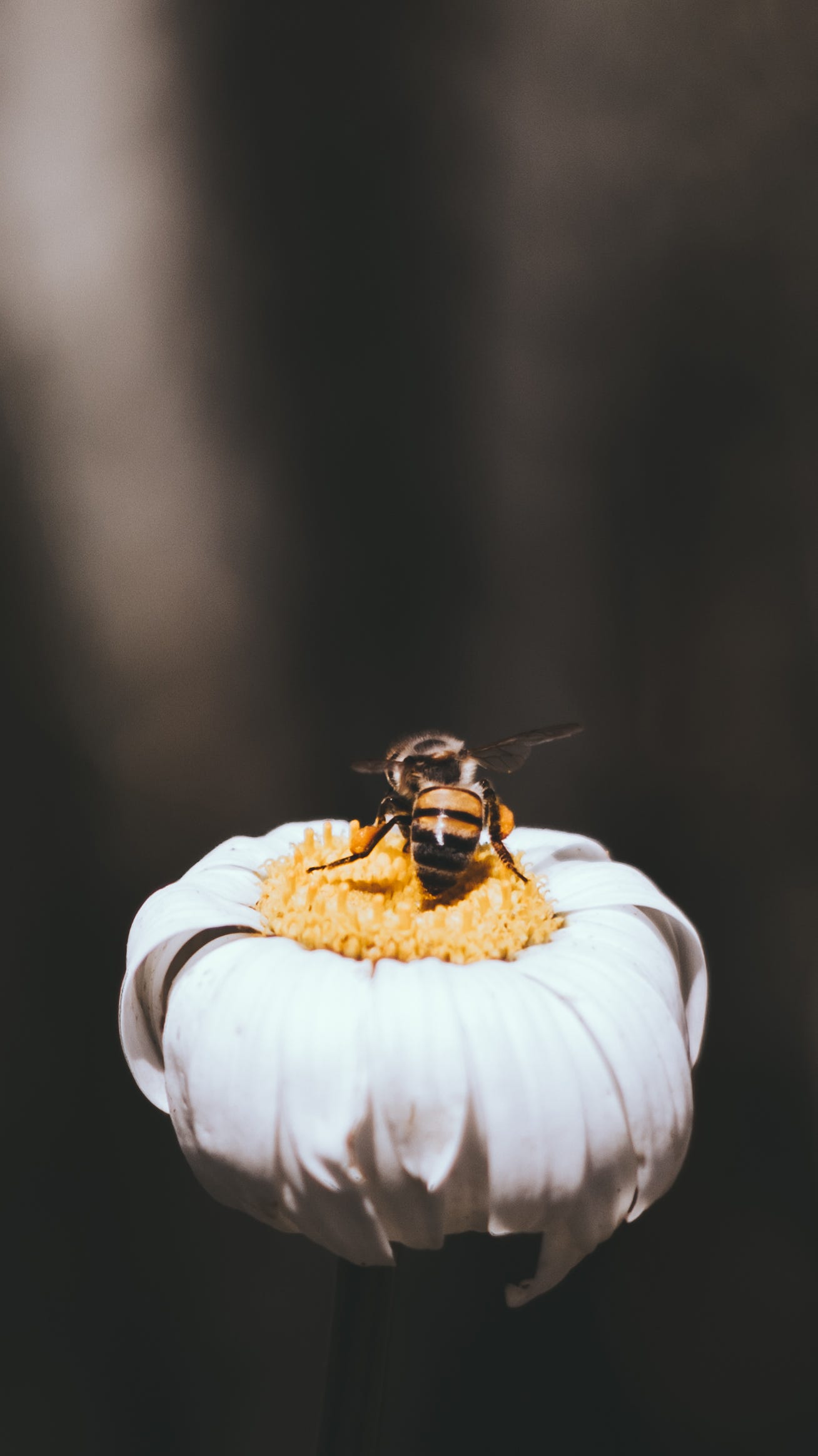 Bee standing on top of a white flower carrying pollen on its legs.