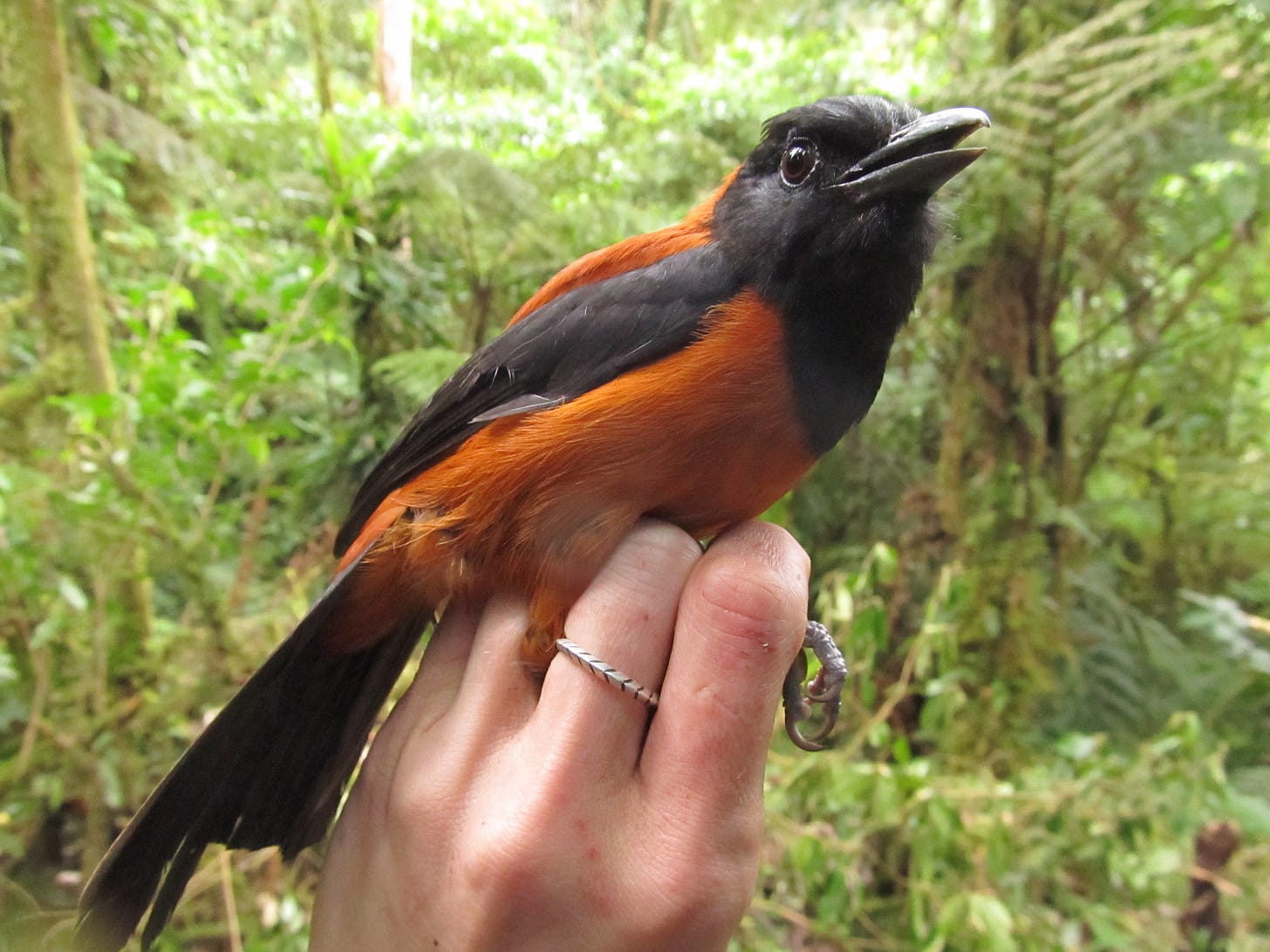 Secrets of the world's poisonous birds - BirdWatching