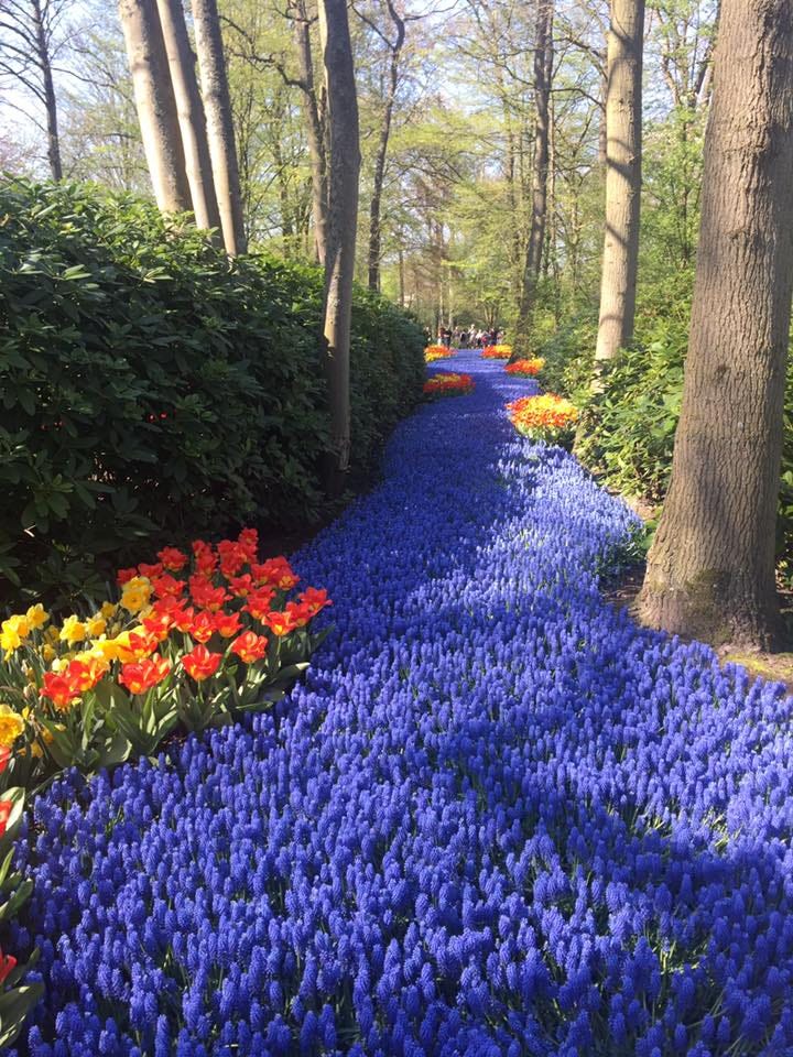 Lucky to have witnessed the beauty of tulips and various flowers in Amsterdam at Keukenhof Gardens in April 2018.