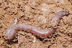 Photo: Earthworm