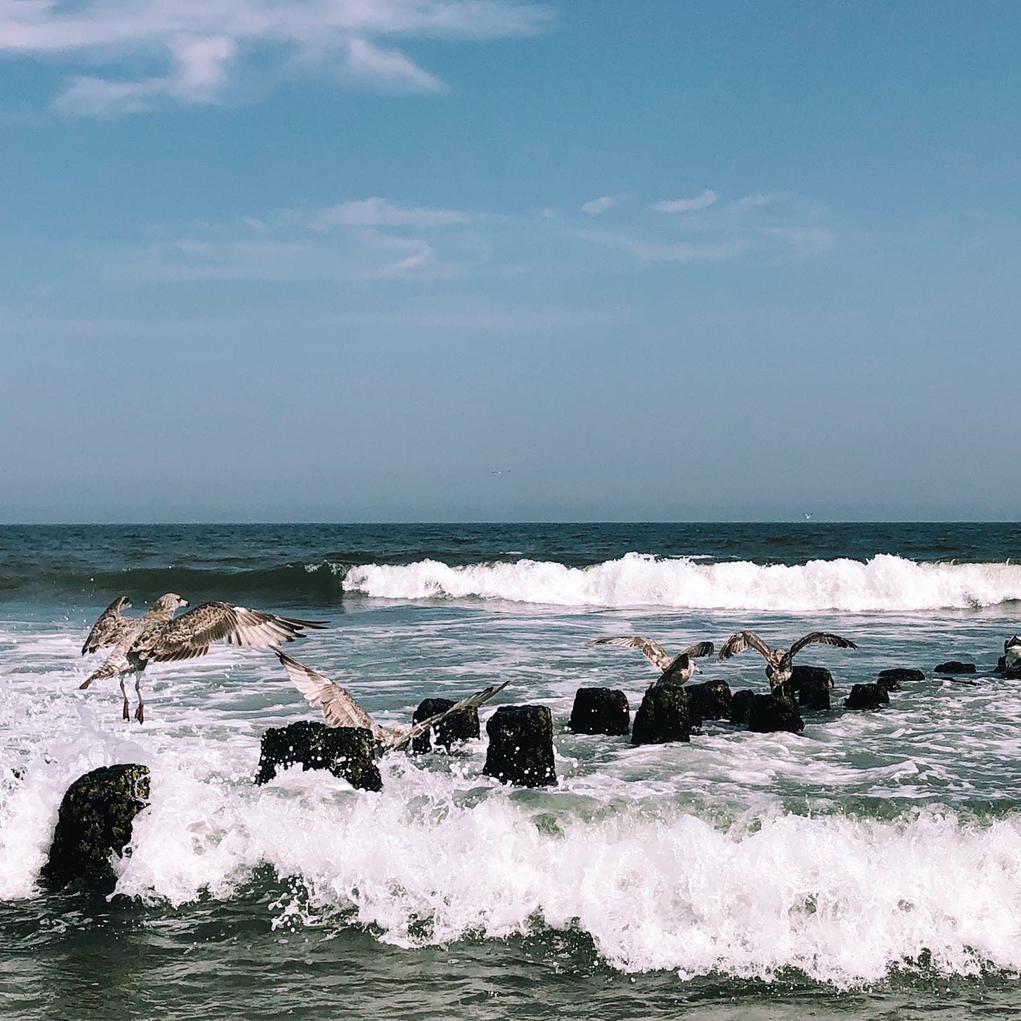 Gulls on submerged wood at Rockaway Beach, New York
