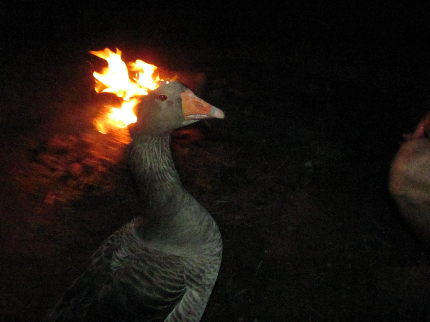 Fire Duck by MatoroIgnika | Goose on Fire / Fire Duck ...