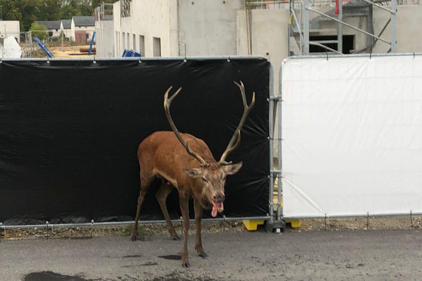 A tired looking stag stood on the edge of a building site.