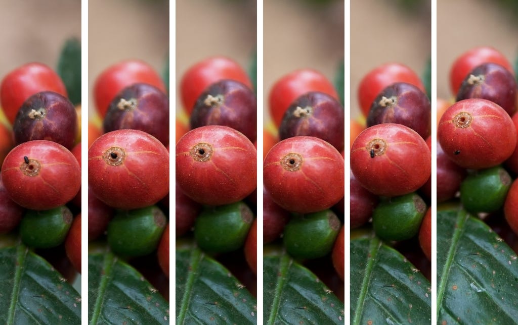 This photo montage shows a small black beetle crawling into a hole it has bored in the top of a bright red coffee cherry sitting atop a waxy green coffee plant leaf.