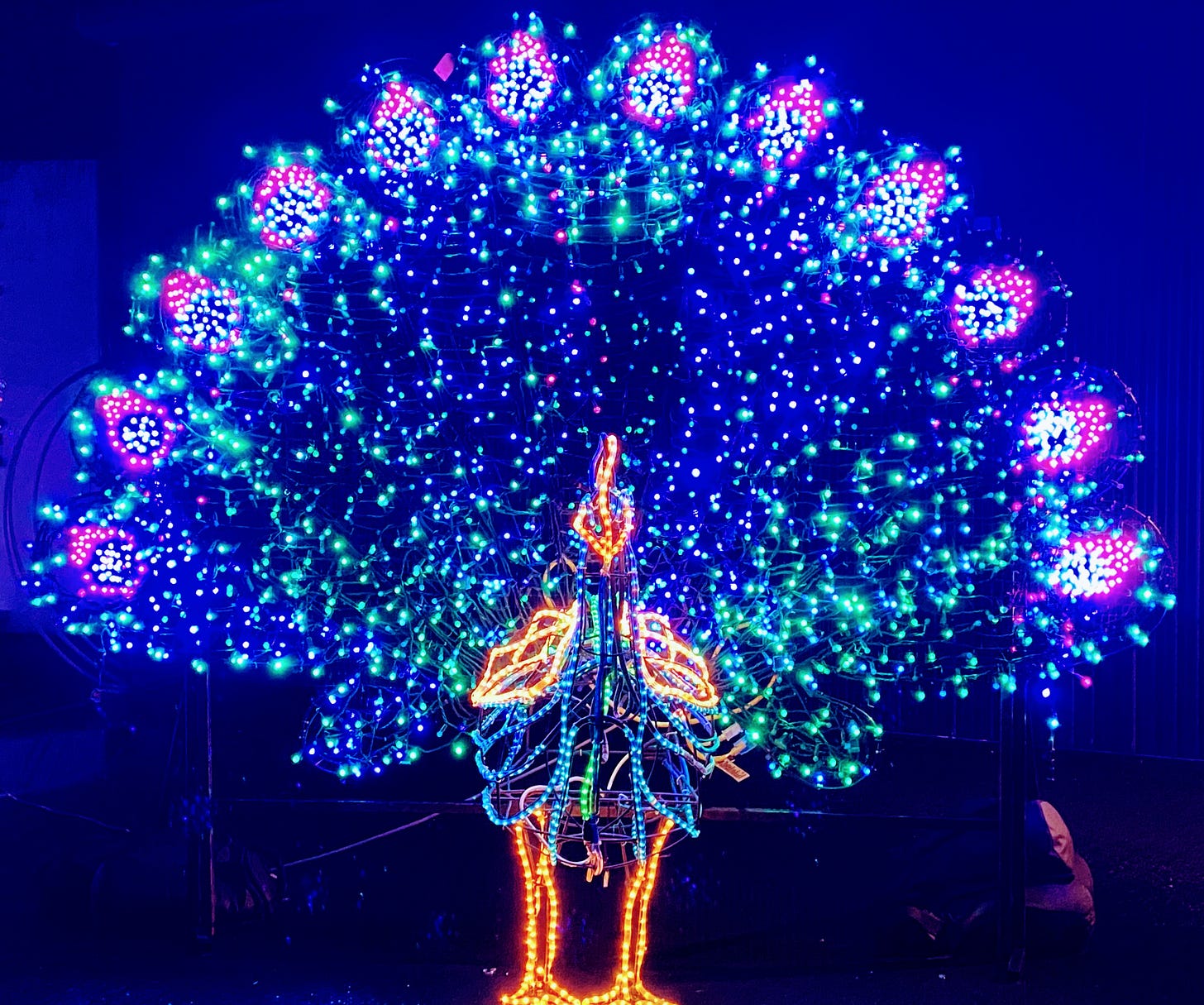 Peacock made of lights