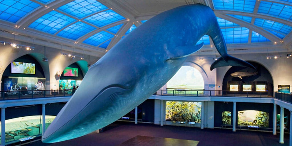 Blue Whale Model | American Museum of Natural History