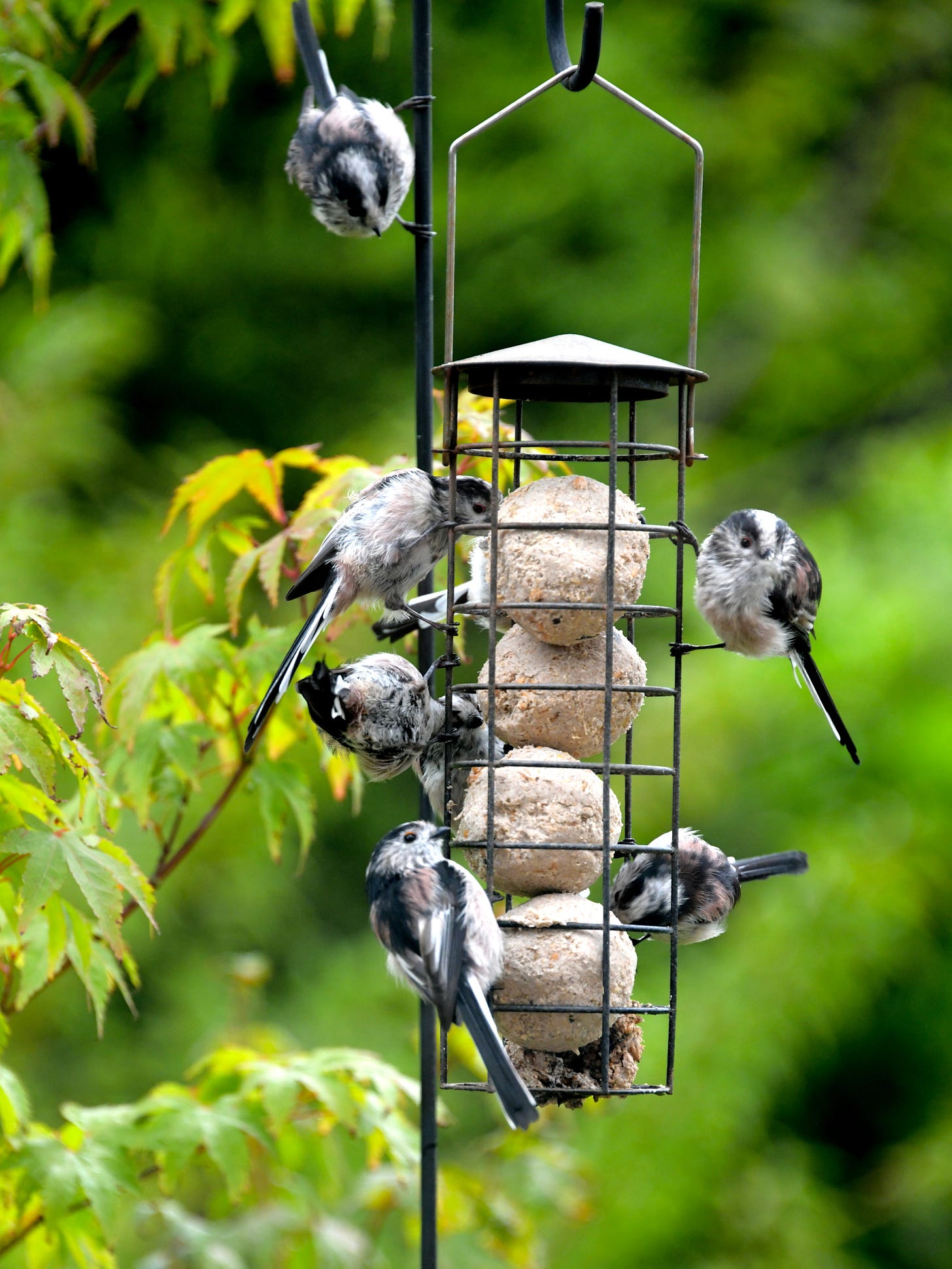 Photo shows 6 long-tailed tits - small fluffy birds with long tails, all on a bird feeder full of fat balls