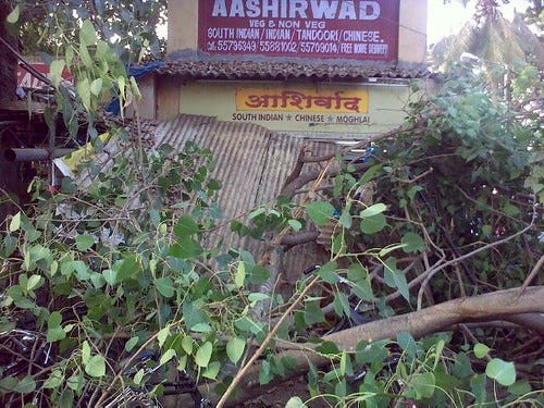 Big tree fallen @ aashirwad, ic colony