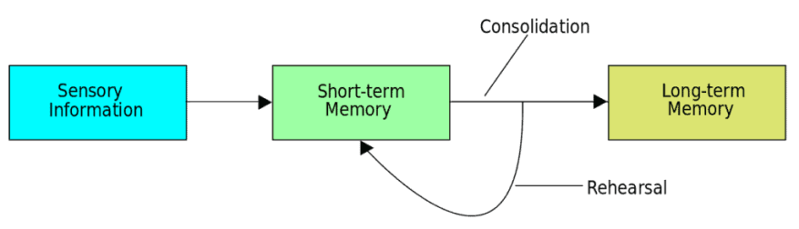 Memory Consolidation | Overview, Facts, Information, Definition