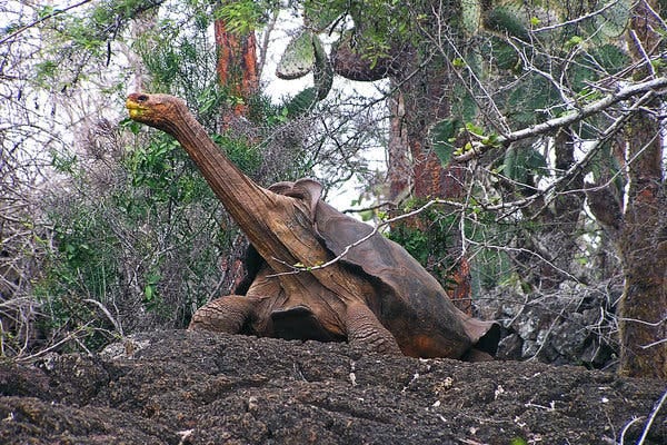How a Giant Tortoise Gets Off Its Back - The New York Times
