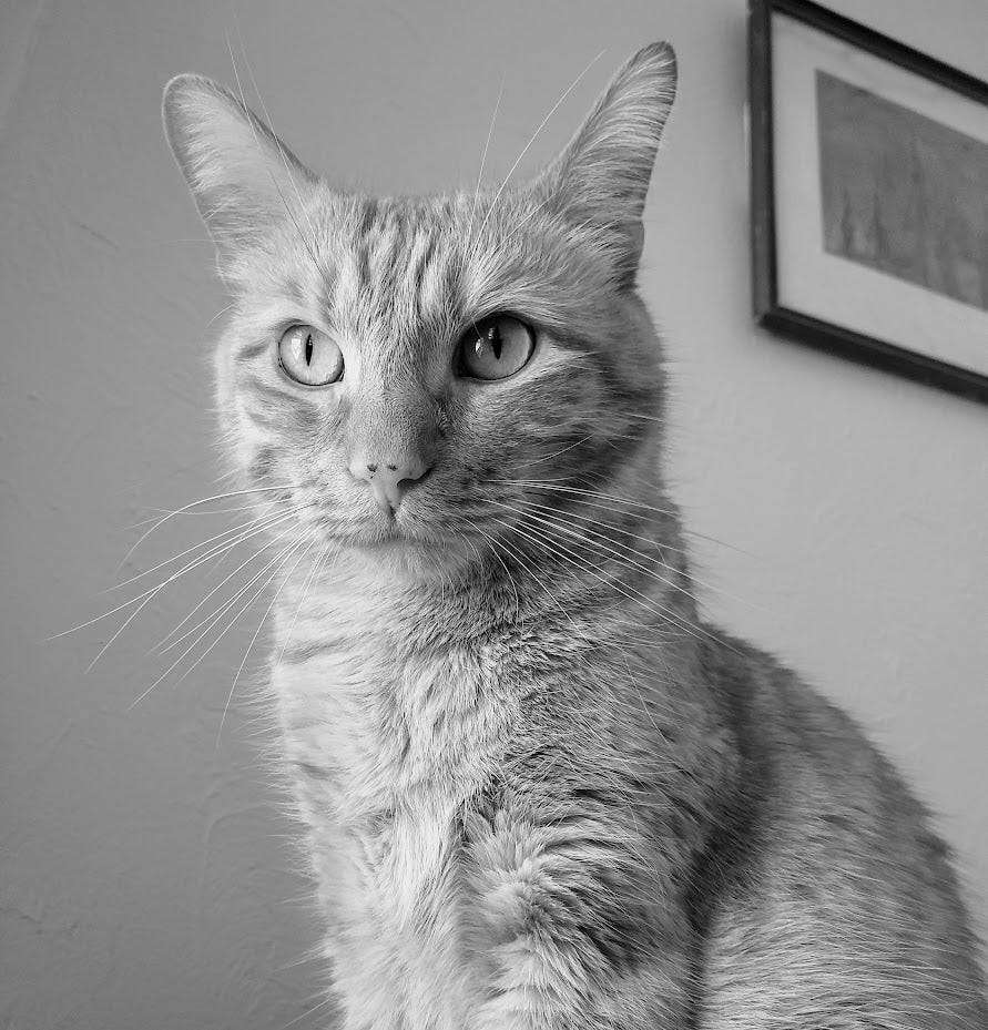 My cat, Brockton, looking handsome in a black and white portrait. 