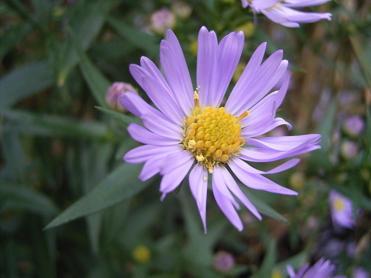 https://upload.wikimedia.org/wikipedia/commons/thumb/1/16/AsterNovi-belgii-flower-1mb.jpg/1280px-AsterNovi-belgii-flower-1mb.jpg