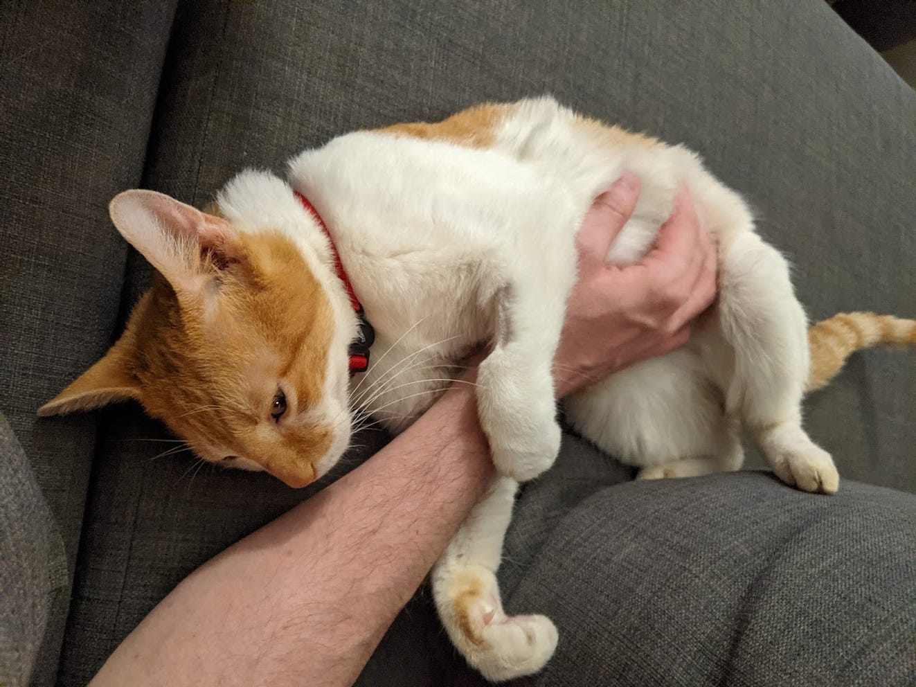 A red and white cat being petted by a male white hand while lying on a grey couch