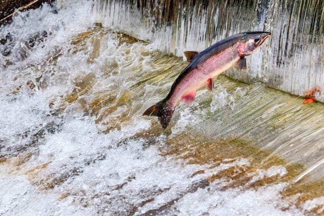 Salmon spawning season in Western Washington - Greater Seattle on the Cheap