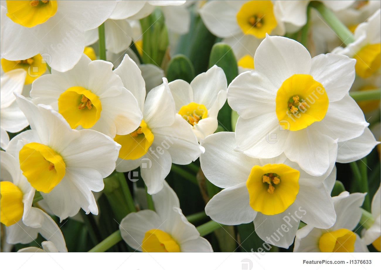 Picture Of White Daffodils Picture Of White Daffodils