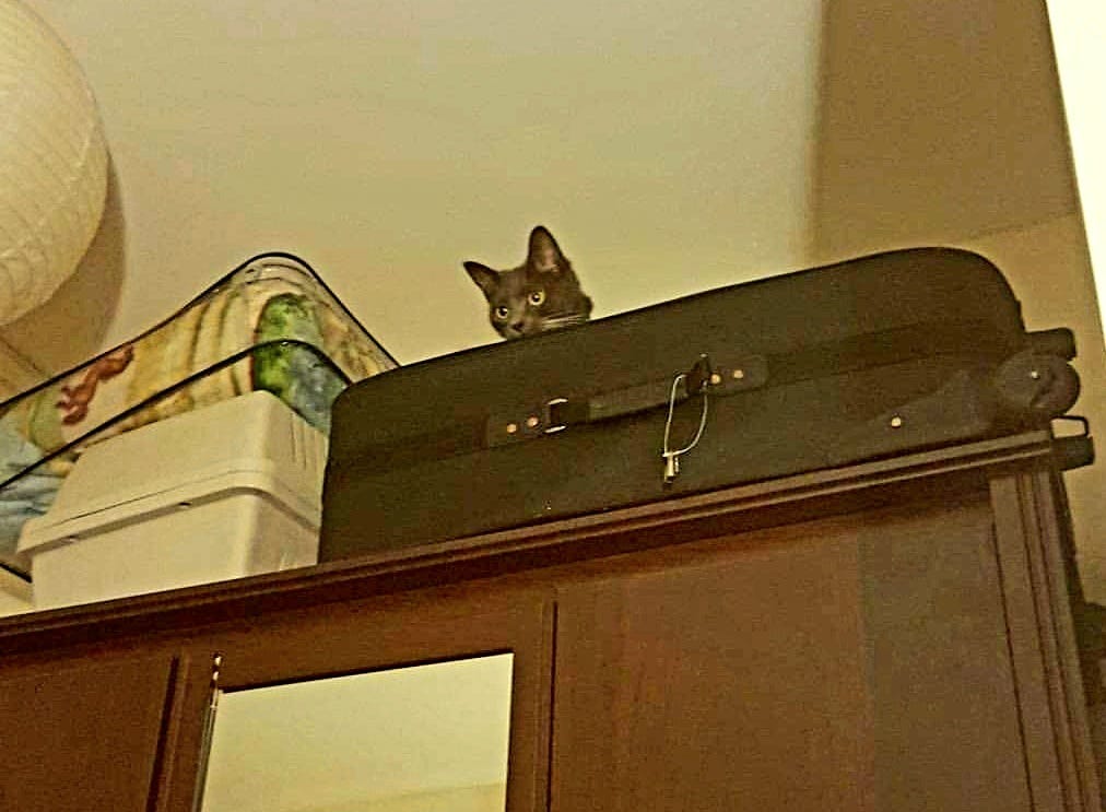 A grey & white tuxedo cat, atop the same wardrobe but this time inside an open suitcase with just her head peeking out.