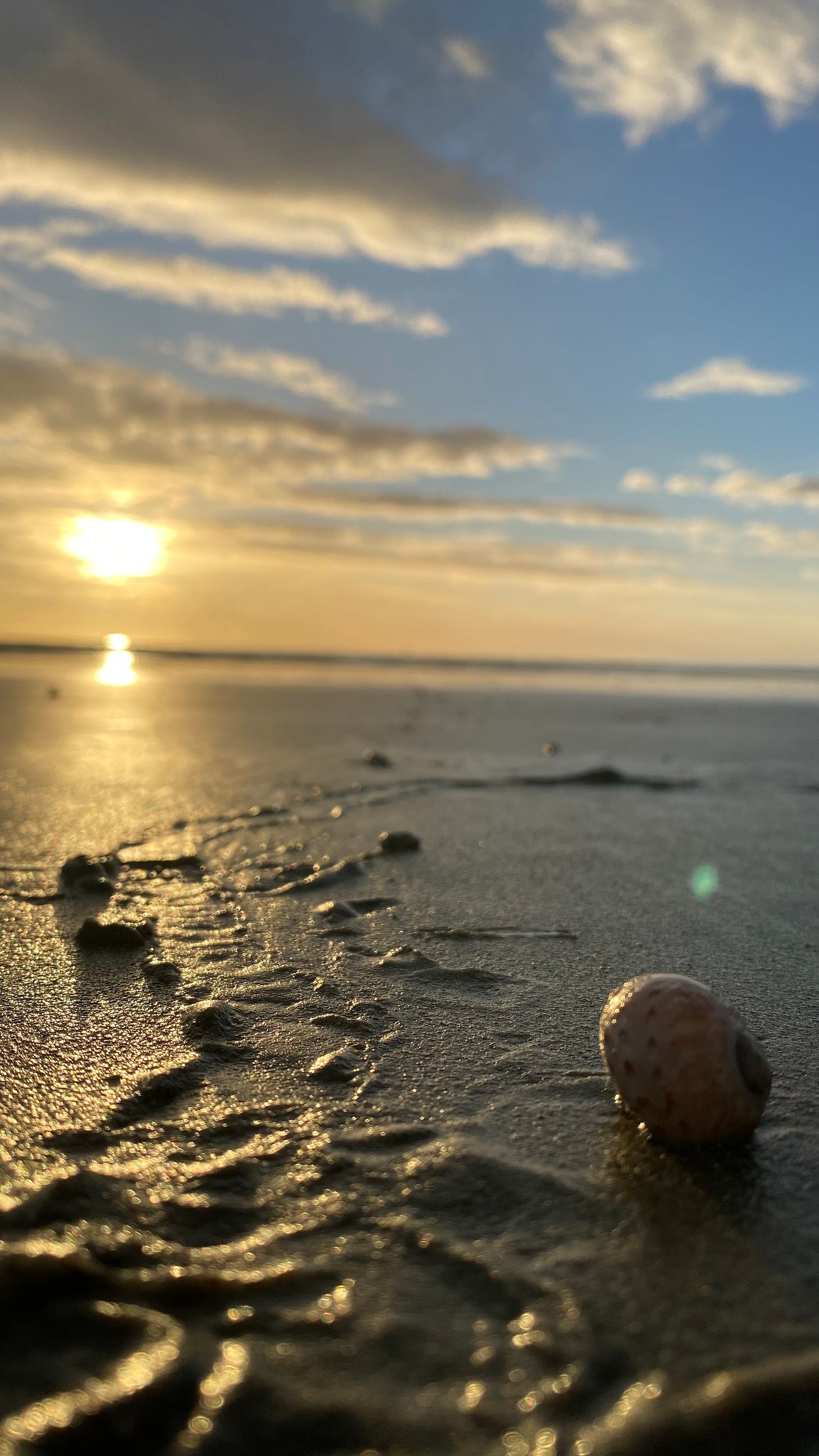 In the foreground is a sea snail on the beach, and its tracks lead into the distant sunrise