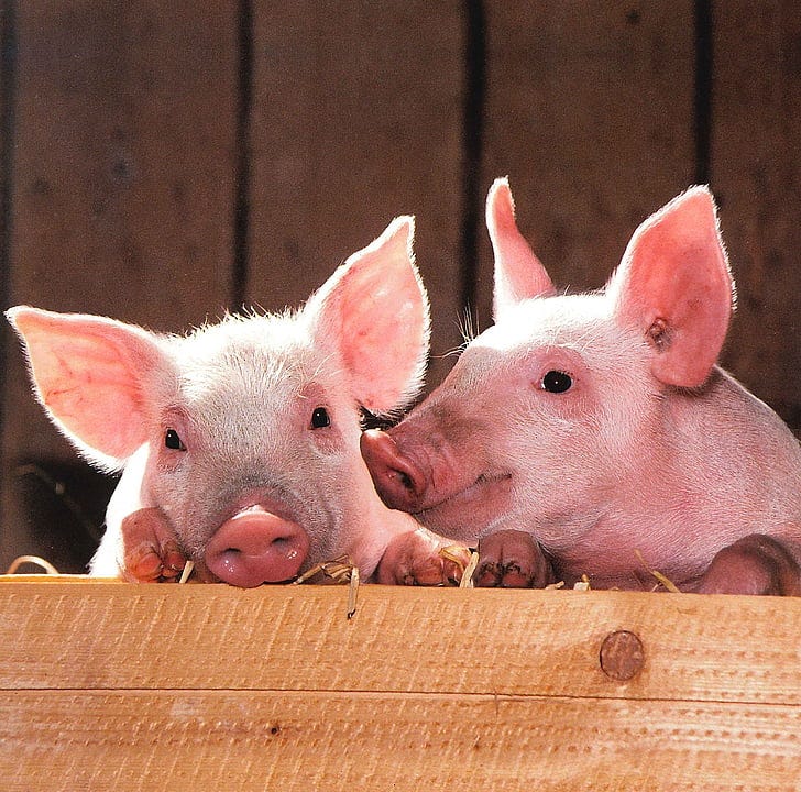 two pink piglets