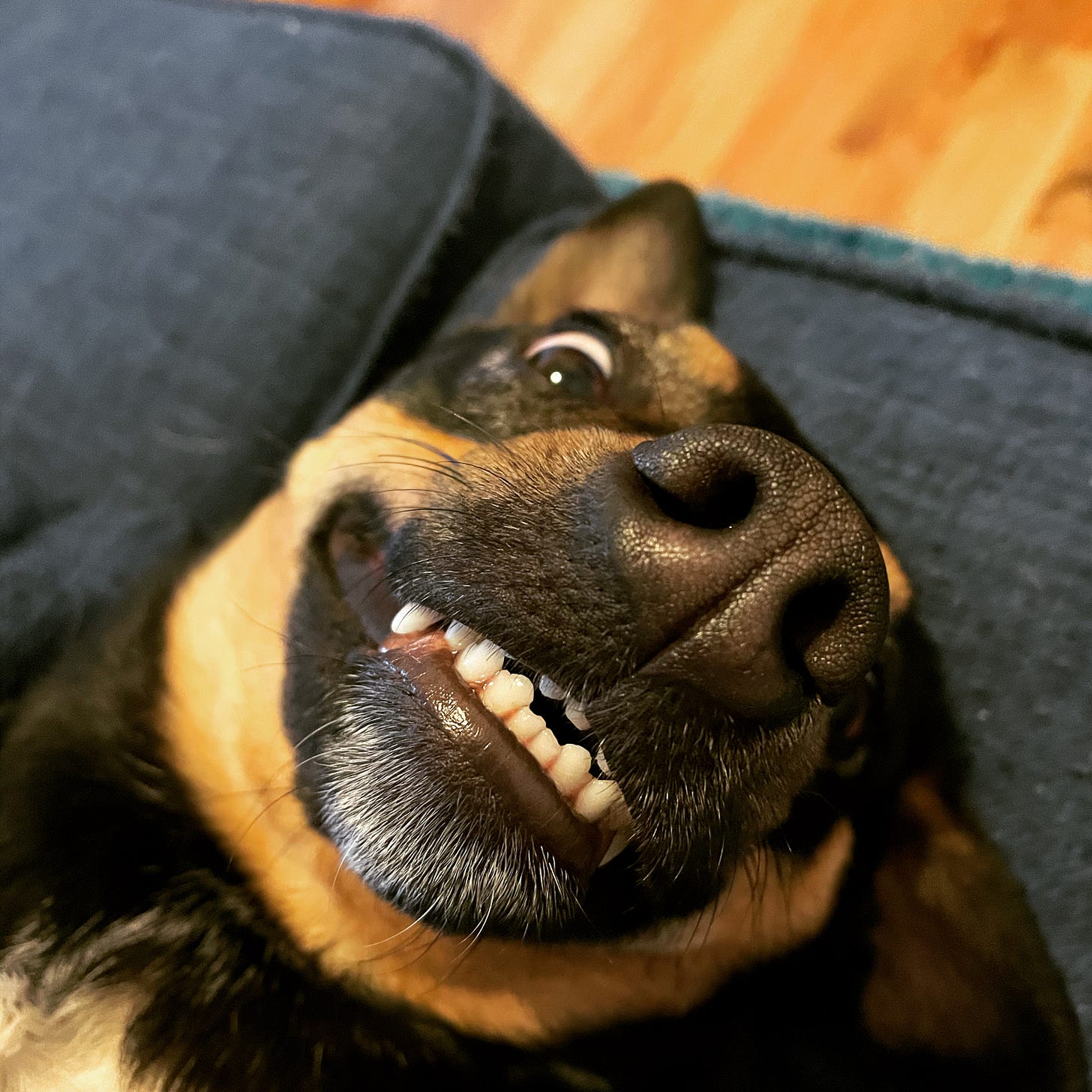 A black and tan dog laying on her back looking like she's smiling.