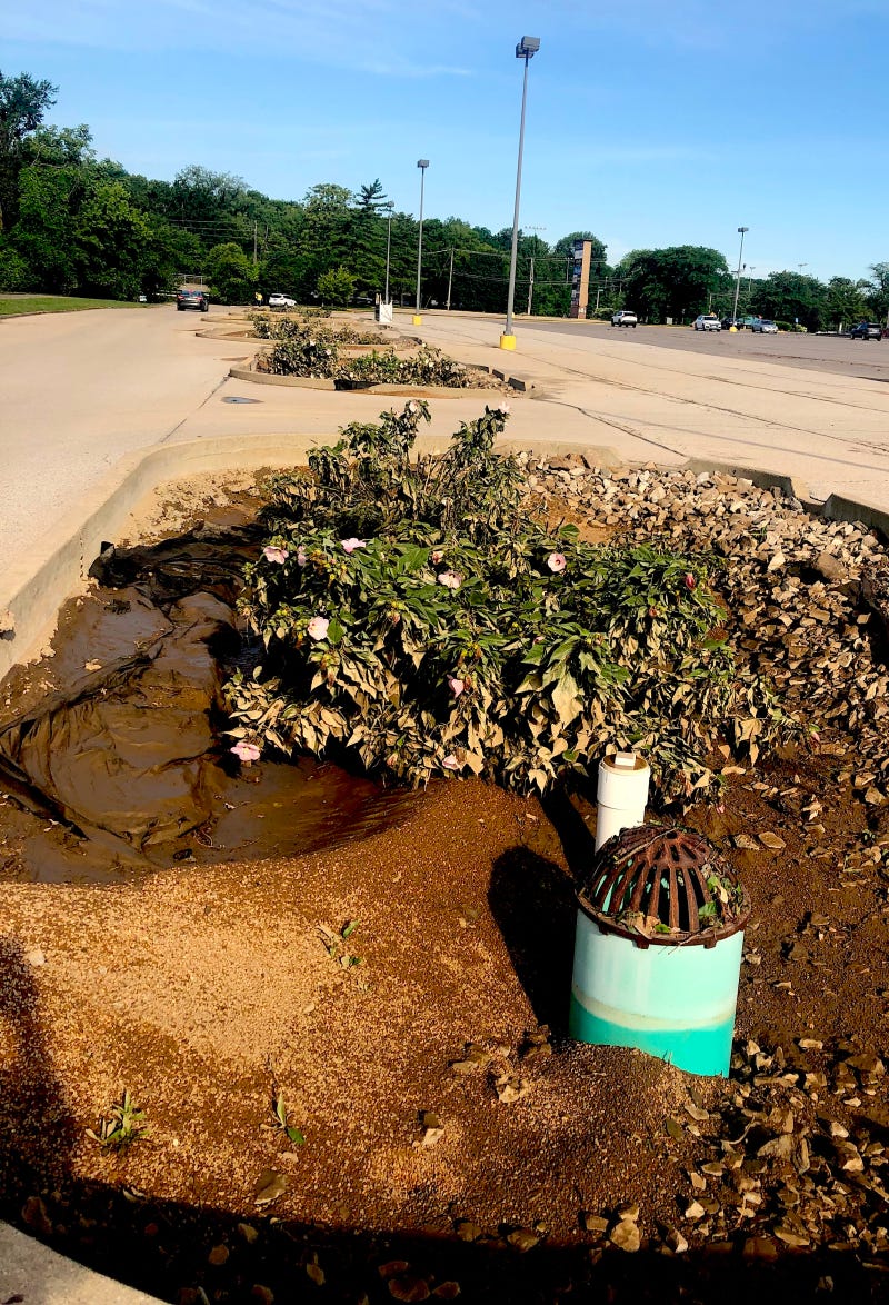 Flood Mitigation Plantings