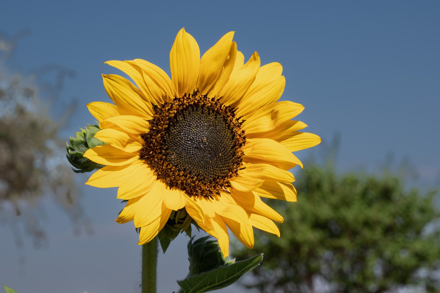 A single yellow sunflower with a dark center against a blue sky with trees blurred in the background on the left and right