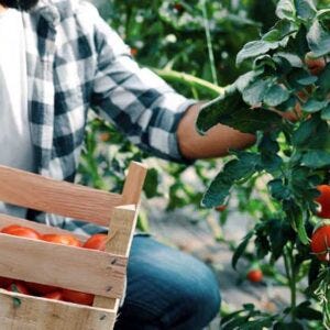 picking tomatoes