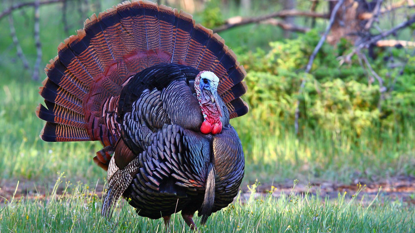 Everything to Know About Wild Turkeys