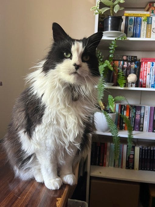 Graham has fluffy black-and-white fur, green eyes and a black nose. He sits on a desk in front of a bookshelf with plants on it