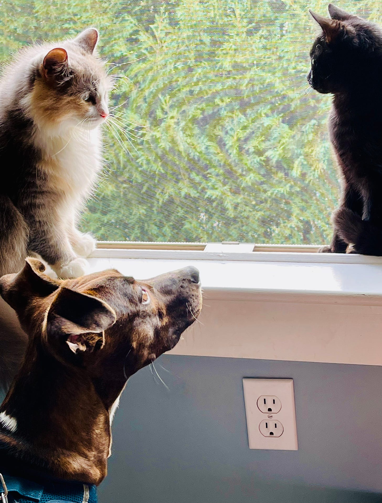 Two cats on a window sill. A puppy looking at them. 