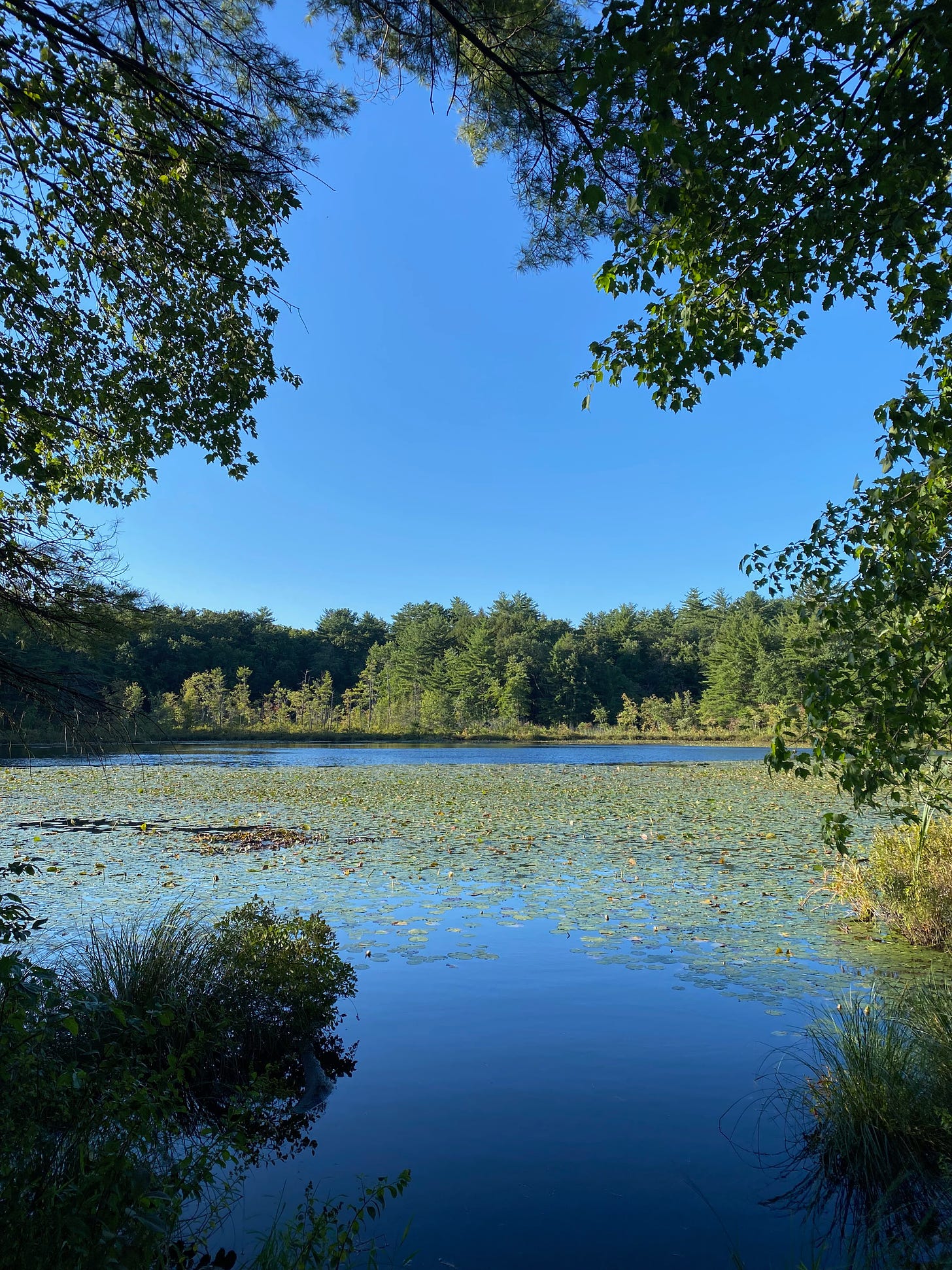 A bright blue pond framed by overhanging green tree branches on either side, a bright blue sky, and a distant treeline on the far shore. The surface of the pond is covered in lily pads.