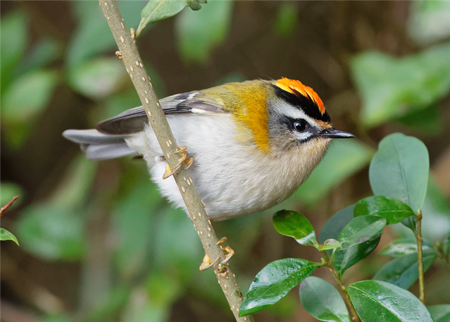 Firecrests and christmas fun! - Conwy - Conwy - The RSPB Community