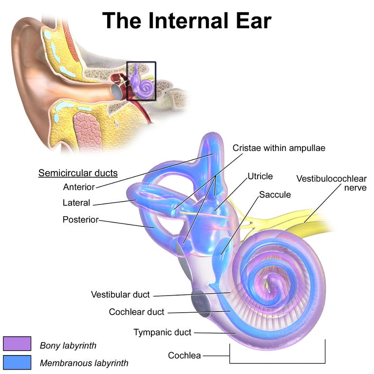 The internal ear