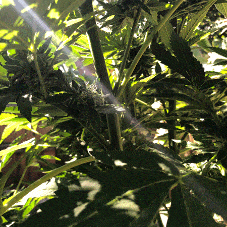 A looping photo animation close-up in the foliage of a cannabis plant with a visible shaft of light extending across the frame from the top left to the bottom right. 