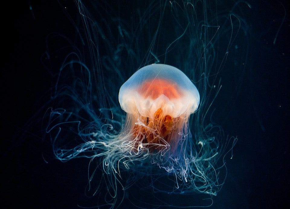 Jellyfish, Underwater, Ocean, Aquarium, Animal, Marine