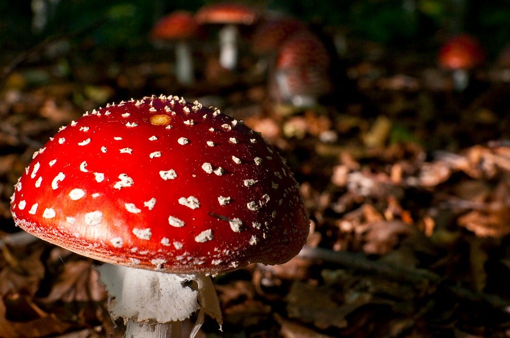 Amanita muscaria, the fungi that fed the roots of Christmas.