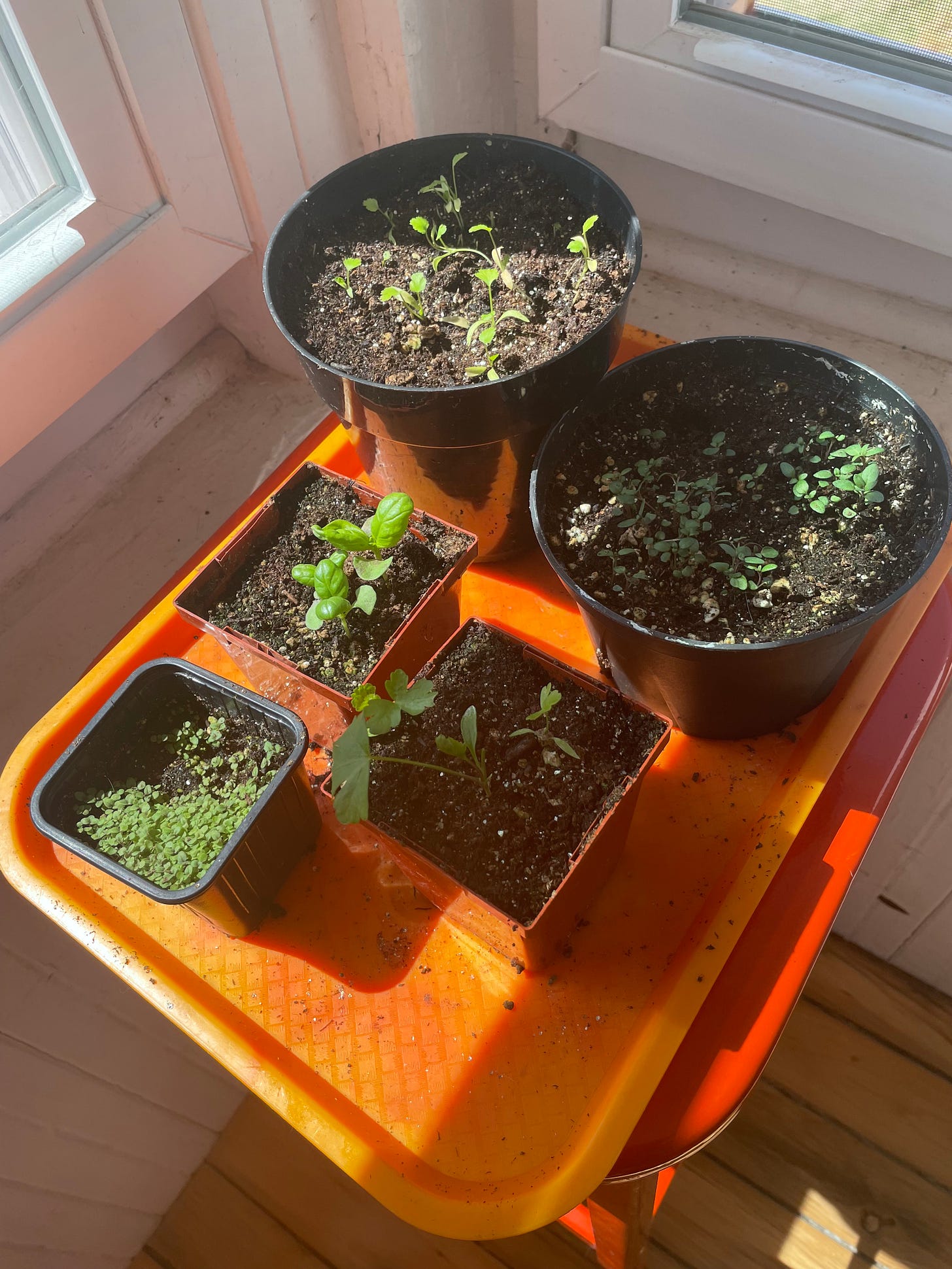 Pots on a tray showing the seedling growth progress