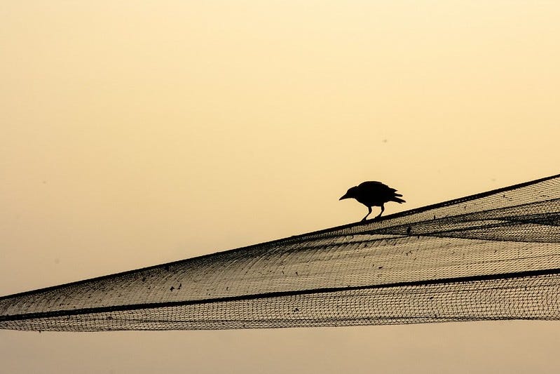 The crow, Kochi, India