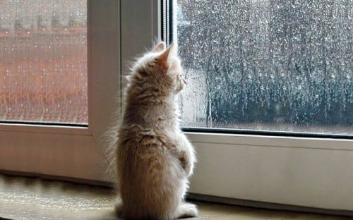 Create meme &quot;cat sad in the winter, a kitten at the rainy window, the cat  is sad at the window&quot; - Pictures - Meme-arsenal.com