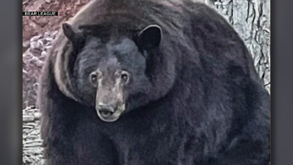 Bear Known as &#39;Hank the Tank&#39; Terrorizes Lake Tahoe Neighborhood – CBS San  Francisco