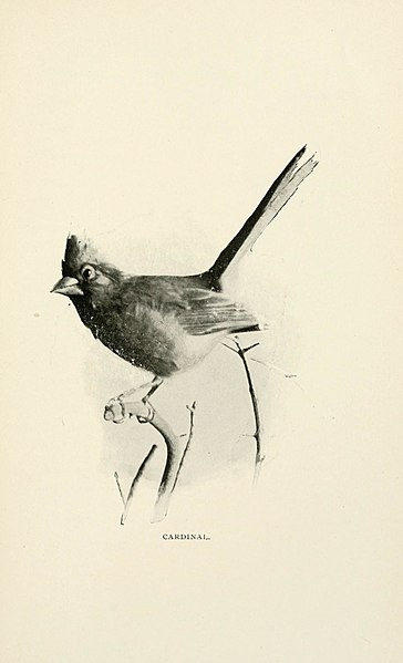 File:The birds of New Jersey (1896) (14751407575).jpg