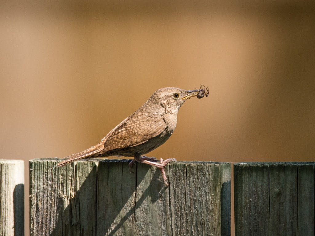 House Wren with a nice juicy spider