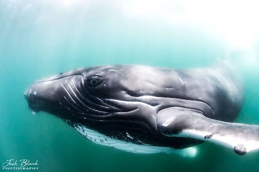 Humpback whale