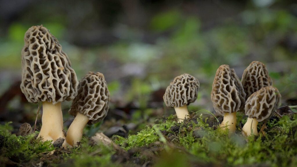 Where to find morel mushrooms