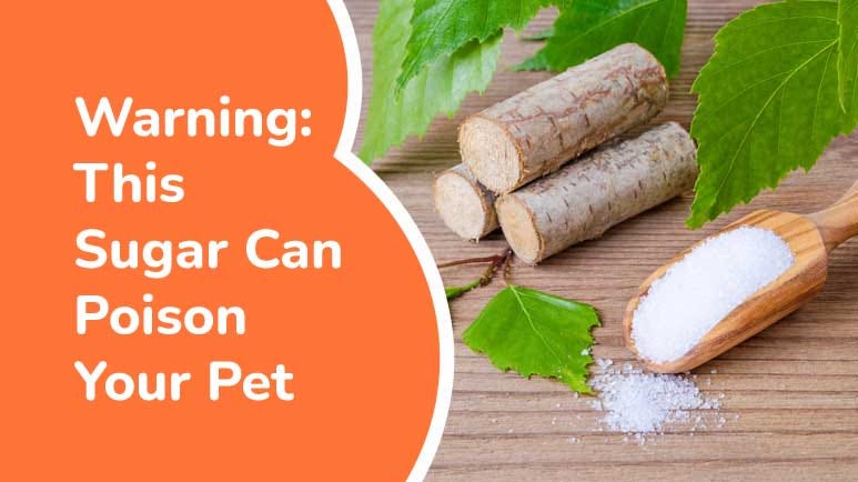 Warning: This Sugar Can Poison Your Pet