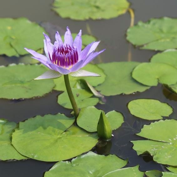 Image water lily.