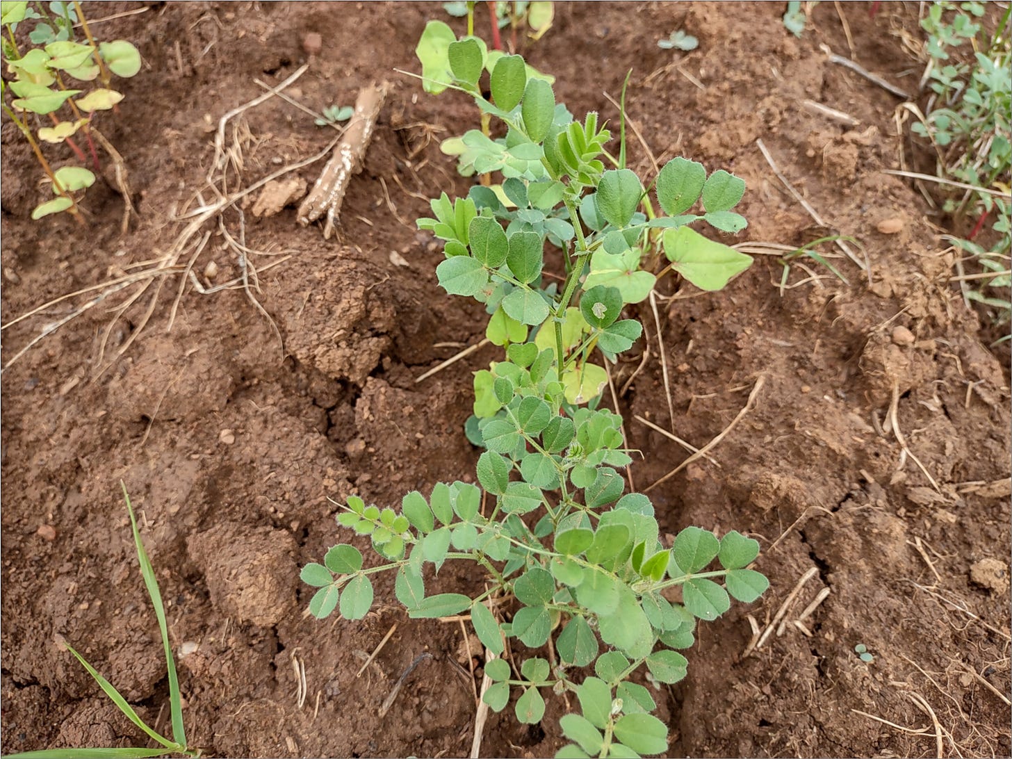 Spring vetch.