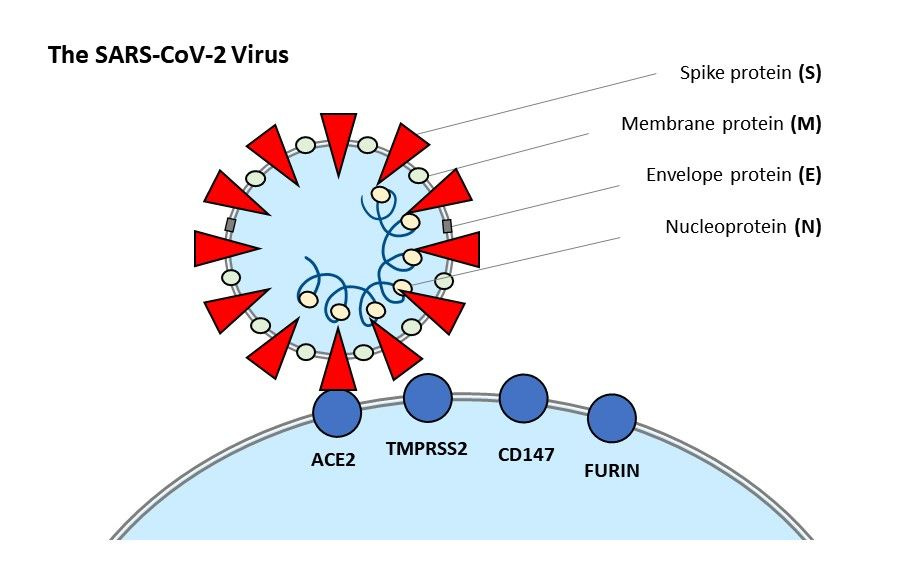 The Molecular Targets of SARS-CoV-2 | Biocompare.com