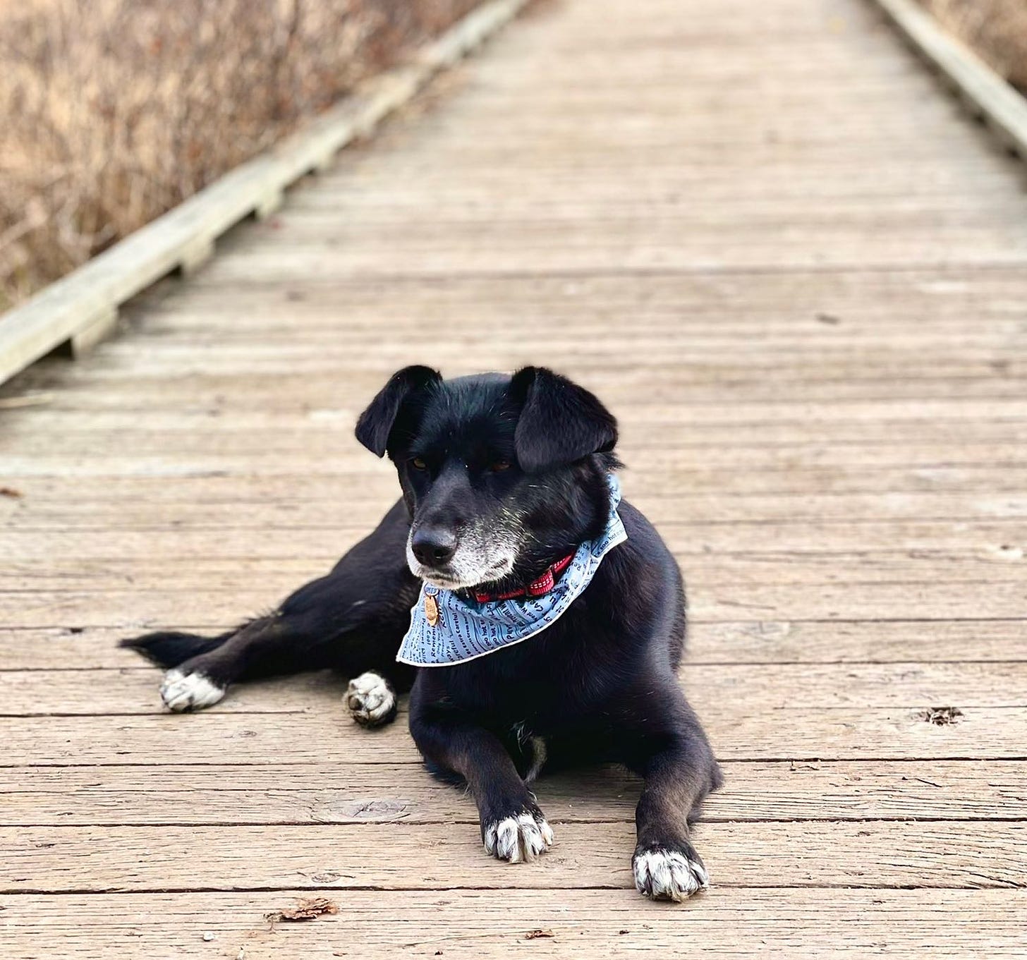 A black dog with white paws and muzzle rests on a wooden walkway. She is wearing a blue scarf and a red collar.