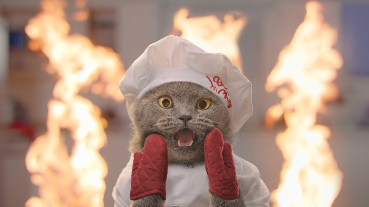 The Cat Cooking Show 2 - YouTube